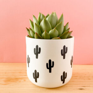 Maceta Cactus