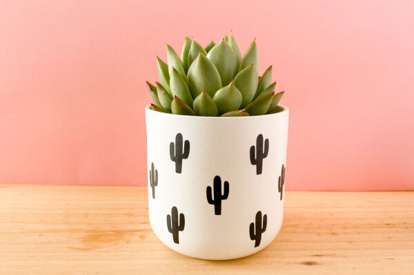 Maceta Cactus
